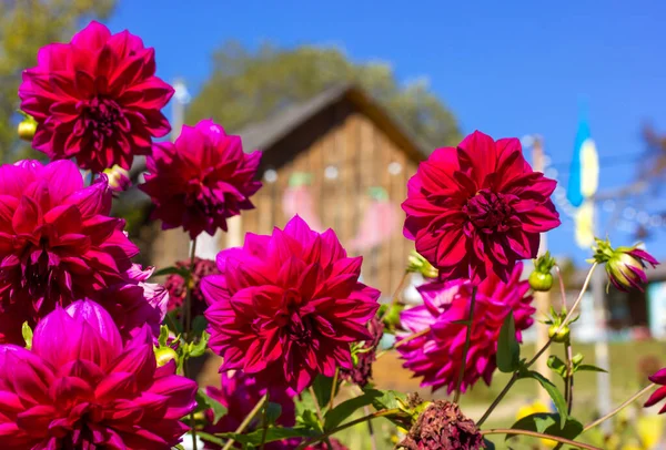 Piękne Różowe Kwiaty Dahlii Rozkwicie Przed Domem Wsi Rustykalny Dach — Zdjęcie stockowe
