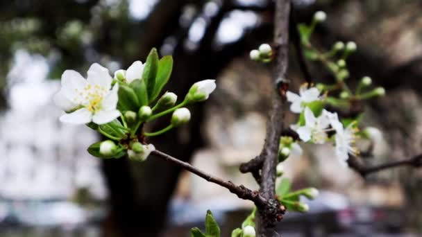 Virágzó gyümölcsfa ág, kis fehér virágok a tavaszi kertben. Kajszibarack, cseresznyevirág a gyümölcsösben. Virágzó virágok az ágon. Az első tavaszi virágok a virágzó fa makró videó lassított felvétel. — Stock videók