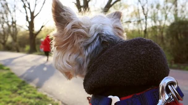 Yeşil Bahar Parkında Küçük Yorkshire Terrier Köpeğinin Başı Yolda Yürüyen — Stok video