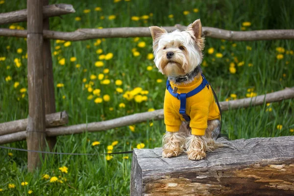 约克郡的泰里尔小狗在绿色的草地上整齐地坐在原木上 春天的花园里开着盛开的蒲公英 有趣的漂亮棕色的狗在自然界中 在户外给小狗穿上黄色外套 动物主题 — 图库照片