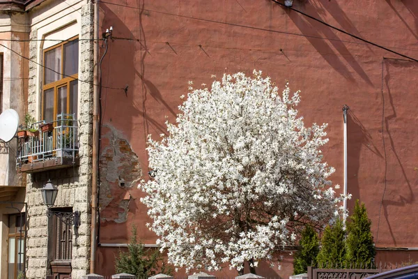 Stor Vit Blommande Magnolia Träd Mot Orange Röd Gammal Lägenhet — Stockfoto