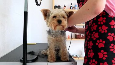 Uzhgorod, Ukrayna. 7 Nisan 2022. Kadın kuaförü tıraş olurken jiletle tıraş olur. Küçük, itaatkar köpek cinsi Yorkshire Teriyeri güzellik salonunda, berber köpek dükkanında. Şirin komik köpek, süs köpeği tımarlama süreci..