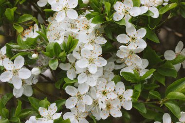 Bahar bahçesinde kiraz çiçekleri. Yeşil yaprakların arasında bir sürü küçük, taze kokulu çiçek yaprakları olan meyve ağacı dalı. Çiçek arkaplan. Nisan 'da Sakura çiçek açma mevsimi. Çiçek açan bahçeler.