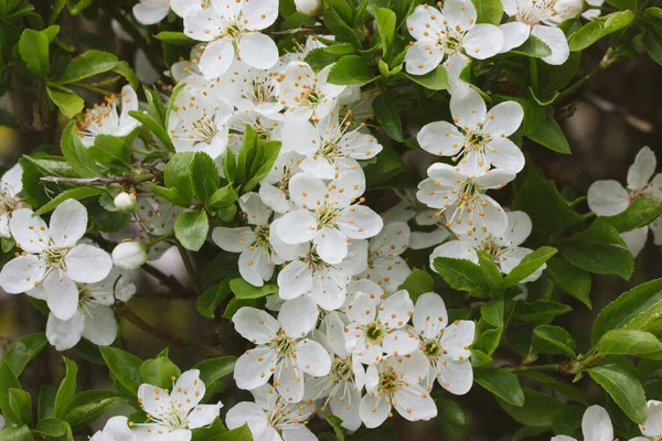 Bahar bahçesinde kiraz çiçekleri. Yeşil yaprakların arasında bir sürü küçük, taze kokulu çiçek yaprakları olan meyve ağacı dalı. Çiçek arkaplan. Nisan 'da Sakura çiçek açma mevsimi. Çiçek açan bahçeler.