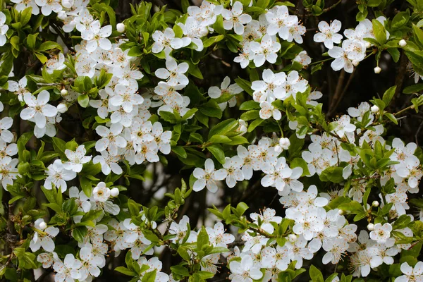 Bahar bahçesinde kiraz çiçekleri. Yeşil yaprakların arasında bir sürü küçük, taze kokulu çiçek yaprakları olan meyve ağacı dalı. Çiçek arkaplan. Nisan 'da Sakura çiçek açma mevsimi. Çiçek açan bahçeler.