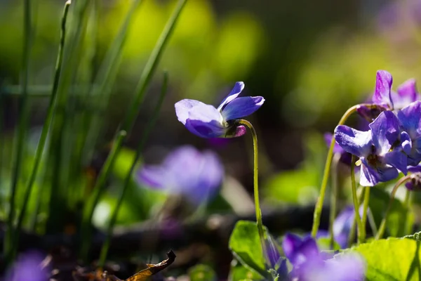 Blooming Forest Violet Viola Odorata Small Fragrant Violet Flowers Bloom — Stock Photo, Image