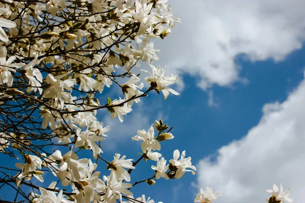 식물원에 구름낀 하늘을 배경으로 가지에 커다란 마그마 꽃봉오리 봄철에는 — 스톡 사진