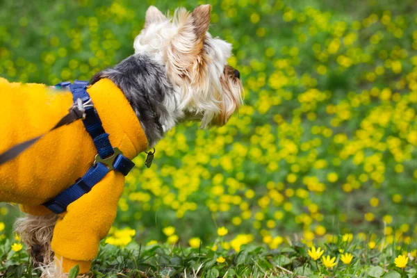 Sarı tasmalı bir Yorkshire Terrier köpeği baharda sarı çiçekli yeşil bir çayırda yürüyor. Köpekçik, köpek yürüyüşe çıktı. Profildeki evcil hayvan. Köpek teması. Metin için yer.
