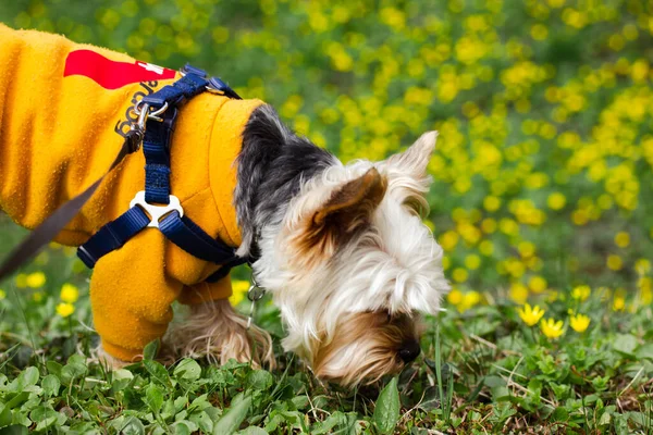Sarı tasmalı bir Yorkshire Terrier köpeği baharda sarı çiçekli yeşil bir çayırda yürüyor. Köpekçik, köpek yürüyüşe çıktı. Profildeki evcil hayvan. Köpek teması. Metin için yer.