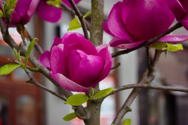 Różowy Magnolia Ogromny Pączek Drzewo Wiosenny Park Botaniczny Ogród Plac — Zdjęcie stockowe