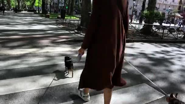 Walking Dog Woman Two Small Dogs Strolls Green City Park — стоковое видео