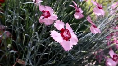 Dianthus caryophyllus. Pink carnations delicate petals flutter in a wind. Spring flowers in botanical garden, flowerbed in park. Breeding flowers. Beautiful Mothers Day floral wallpaper video shot.