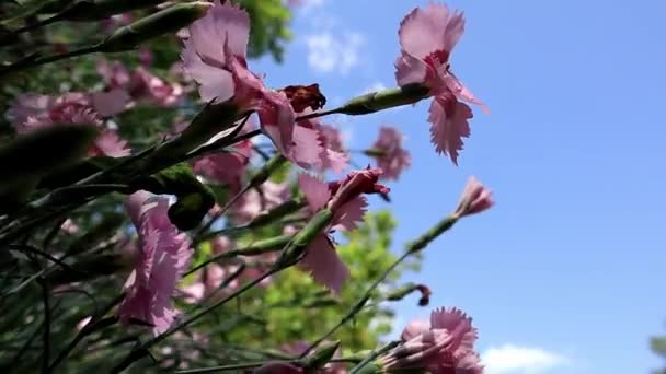 Dianthus Caryophyllus Cravos Cor Rosa Pétalas Delicadas Vibram Vento Flores — Vídeo de Stock