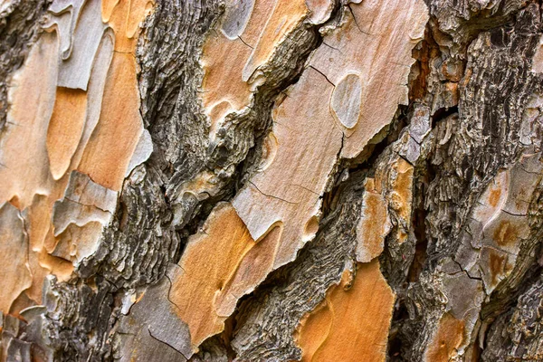 Relief Szorstki Brązowy Łuskowaty Conifer Kory Tła Tekstury Świerkowy Wzór — Zdjęcie stockowe