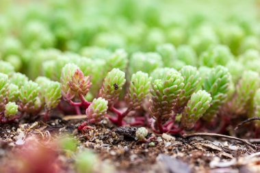 Sedum Hispanicum halısı toprakta büyüyor. Sedum rubrotinctum jöleli fasulye, yakın plan. Lezzetli doğal bitki halısı. Bahar mevsiminde botanik bahçesinde hep yeşil, gümüşi, mavi yeşillik..