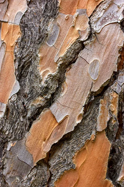 Relief Szorstki Brązowy Łuskowaty Conifer Kory Tła Tekstury Świerkowy Wzór — Zdjęcie stockowe