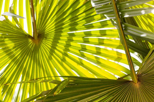 Palma Verde Deixa Fundo Textura Selva Floresta Tropical Conceito Jardim — Fotografia de Stock