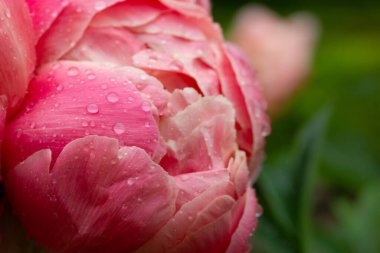 Bahar bahçesinde çiğ damlaları ya da yağmur damlaları olan güzel kırmızı şakayık tomurcukları. Açık havada yağmur damlalarıyla açan yaz çiçekleri. Kozmetolojide narin taç yaprakları olan hoş kokulu çiçek. Çiçek duvar kağıdı kopyalama alanı.