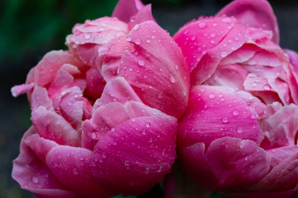 Beautiful Pink Peony Buds Drops Dew Rain Spring Garden Blooming — Stock Photo, Image