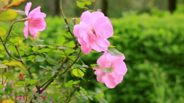 Brotes Rosados Rosas Arbusto Viento Jardín Primavera Fondo Verde Natural — Vídeo de stock