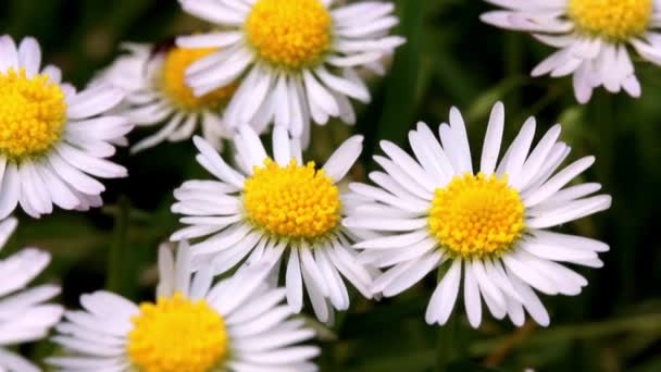 White Daisies Spring Summer Meadow Slow Motion Video Blooming Wildflowers — Stock Video