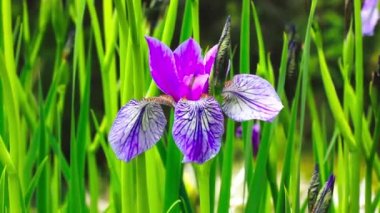 Blooming purple Irises on green natural background swaying in a wind on a sunny day. Growing flowers in a spring or summer botanical garden. Landscape design. Blossoming aromatic flower video shoot.