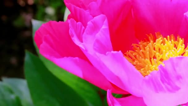 Pink Open Bud Yellow Pistils Stamens Spring Flower Close Green — ストック動画