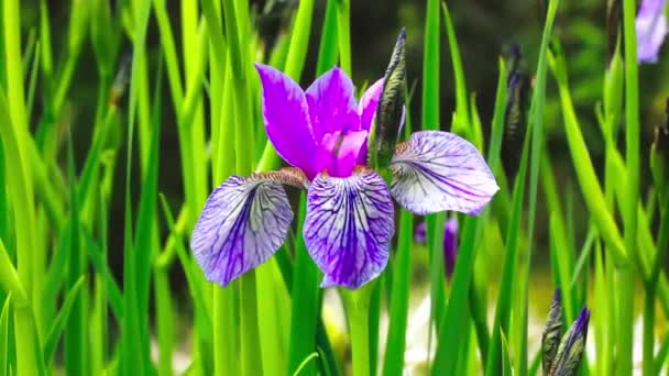 Blooming Purple Irises Green Natural Background Swaying Wind Sunny Day — Vídeos de Stock