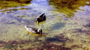 Two wild ducks swimming in a lake, pond eating cussweed on a surface of water. Feathered bird in wild. Brown and green mallard or Anas platyrhynchos migratory birds in a freshwater reservoir. Fauna.