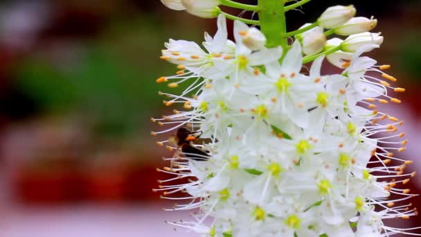 Honey Bee Flying Collecting Pollen Pistils Stamens White Flower Macro — Vídeo de stock