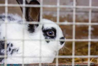 Beyaz ve siyah tavşan kafeste oturuyor. Zavallı hayvan, kozmetik ürünlerini hayvanlar üzerinde denesin diye. Çiftlikteki yerli kemirgen. Şirin üzgün tavşancık bir mahkum gibi hapsedilmiş. Hayvan hayvanat bahçesinde..