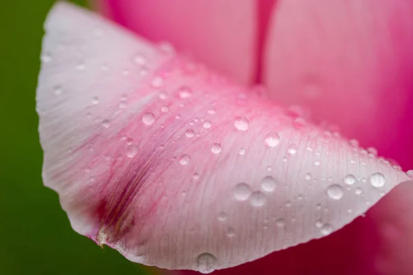 Pink Tulip Bud Delicately Smooth Petals Water Droplets Rain Watering — Zdjęcie stockowe