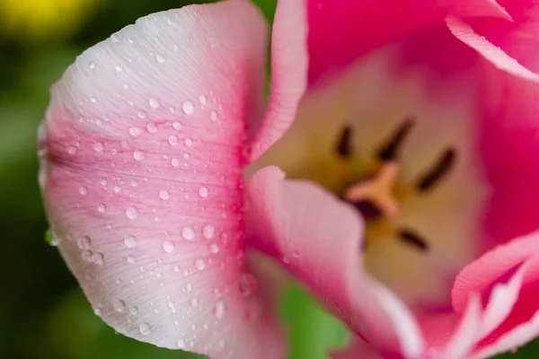 Růžový Tulipán Jemně Hladkými Okvětními Lístky Kapkami Vody Dešti Nebo — Stock fotografie
