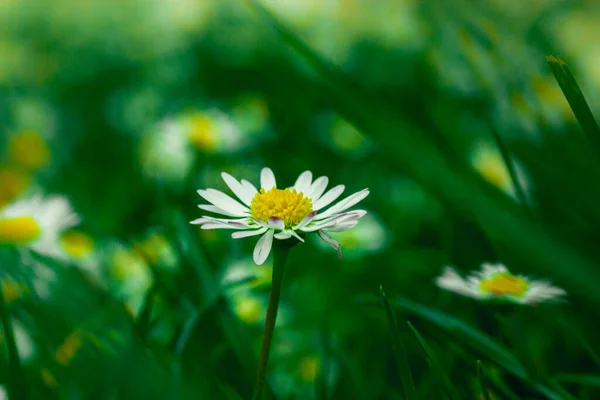 초원에 데이지 배경에 초점을 아름다운 엽서왔어 놀라운 매크로 사진입니다 꽃무늬 — 스톡 사진