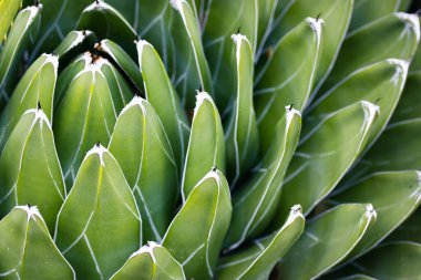 Beautiful Queen victoria agave. Cacti succulent with green smooth long leaves, a scarlet-like plant in a botanical garden, greenhouse, plantation in Mexico. Natural wallpaper with succulents in Mexico