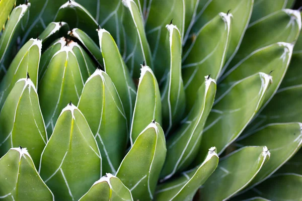 Beautiful Queen Victoria Agave Cacti Succulent Green Smooth Long Leaves — стокове фото