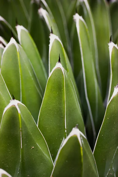 Beautiful Queen Victoria Agave Cacti Succulent Green Smooth Long Leaves — стокове фото