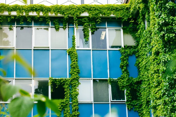 Modern mavi binanın dış yüzeyi aşırı büyümüş yeşil sarmaşık yapraklarıyla kaplı. Evin ön cephesini dekore etmek, baharda, yaz aylarında dışarıdan tırmanma tesisleri olan pencereler. Yeşil alan, kentsel ortamda vaha.