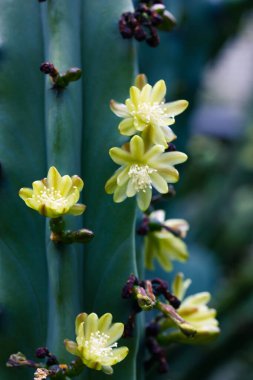 Bahar botanik bahçesinde çiçek açmış, zarif sarı çiçekleri olan dikensiz bir kaktüs. Satılık kaktüs yetiştiriyorum. Serada bahçıvanlık, serada sera. Çöl bitkileri bakım ve yetiştirme.