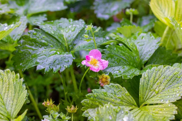 Pink Flowers Garden Strawberries Green Leaves Water Drops Watering Rain — ストック写真