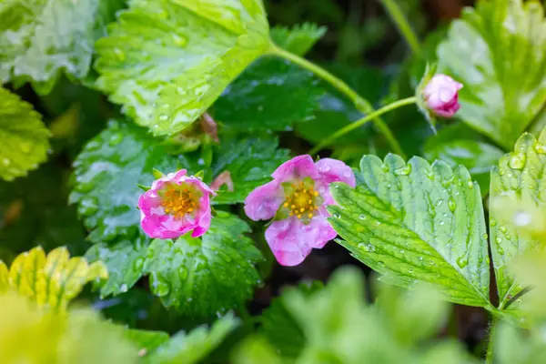 Pink Flowers Garden Strawberries Green Leaves Water Drops Watering Rain — ストック写真