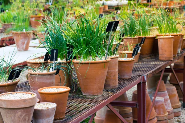 Bir serada, botanik bahçesinde nakil için kil saksılarda bitki yetiştirmek. Yeşil çimenli birçok seramik terasotta tenceresi, bir caddenin dışında duran çiçekler. Satılık çiçekler. Bahçecilik.