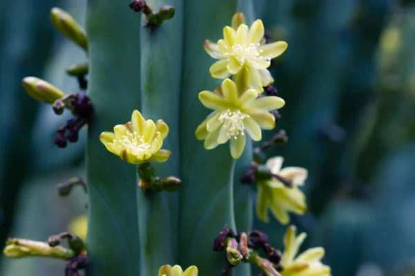 Cacto Verde Sem Espinhos Com Flores Delicadamente Amarelas Plena Floração — Fotografia de Stock