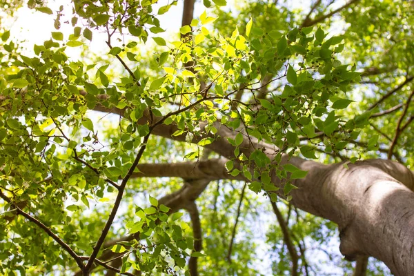 Листяне Дерево Зеленим Листям Сонячний День Гілки Вид Знизу Зелений — стокове фото