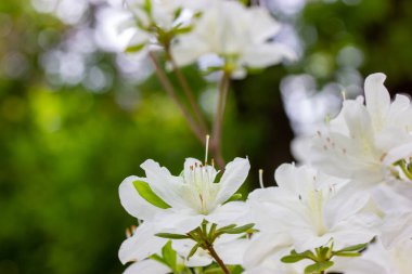 Beyaz açelya tomurcukları yeşil arka planda tamamen çiçek açar ve metin için boşluk bırakır. Bahar botanik bahçesinde tomurcuklanan Rhododendronlar. Yazın çalılıklarda güzel kokulu çiçekler. Beyaz taç yaprakları, çiçek duvar kağıtları.
