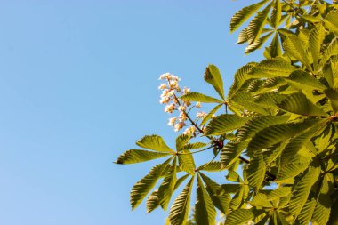 Yeşil yaprakların arasında çiçekli beyaz bir kestane dalı açık mavi gökyüzüne karşı metin için yer açıyor. Güneşli bir günde bahar doğası. Şehir parkı. Retro nostaljik vintage biçim renk süzgeci.