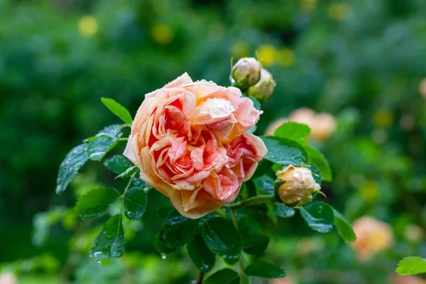 Bud Peach Orange Rose Stem Spring Botanical Garden Rainy Day — Stock Photo, Image