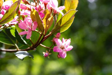 Rhaphiolepis indica, Hint Hawthorn 'u çiçek açmış. Güneşli bir bahar gününde, botanik bahçesindeki bulanık yeşil arka planda pembe çiçek açan bir dal. Yaz parkındaki Evergreen fundalığı. 