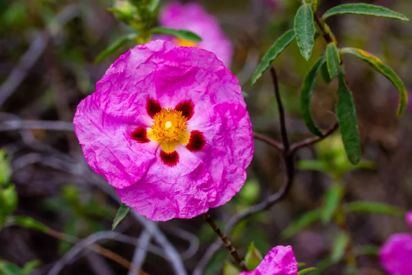 春の植物園で明るいピンク色のバラの花 シスタクレチカス Cistus Creticus シスタセア科の低木植物の一種である 東地中海に広く分布する低木植物の一種 — ストック写真
