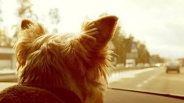 Arabayla küçük sevimli bir köpekle seyahat etmek. Komik tüylü tüylü teriyer köpek yavrusu, köpecik güneşli bir günde düz bir yolda otomobilin içinde gidiyor. Köpek evcil hayvan portresini kapatın. Ilık ışıklandırma. 